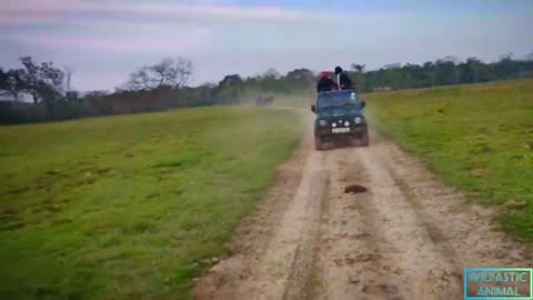 ELEFANT ATACK TOURIST ON JEEP