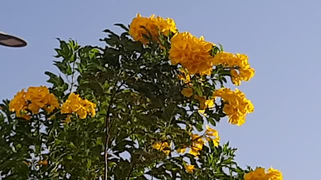 sky and flowers