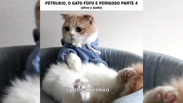 Petruchio O gato mais perigoso e fofo da internet