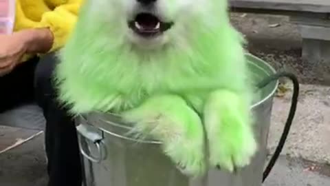 2021 New Funny Dogs in Costumes