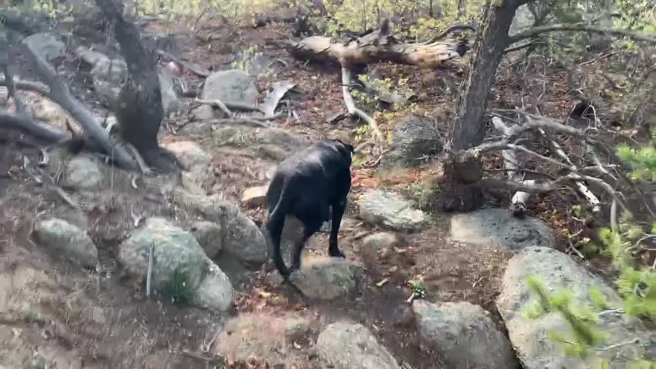 Charlie walks the rocks