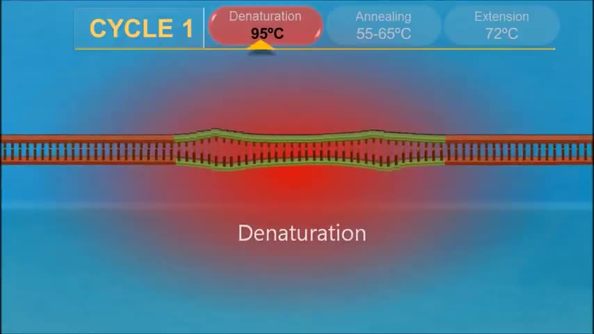 PCR - Polymerase Chain Reaction (IQOG-CSIC)