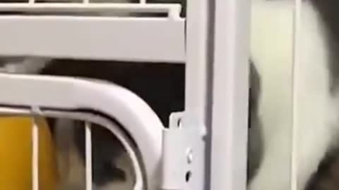 Smart Cat Opening Cage Door