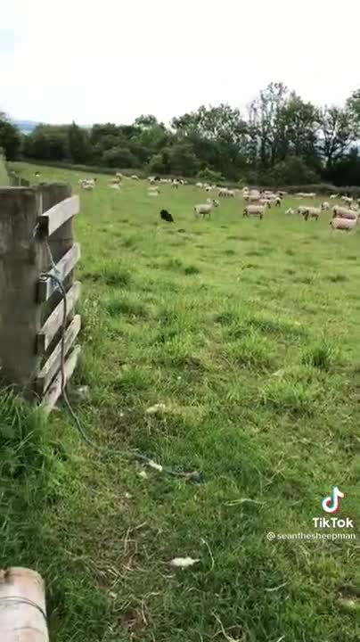 The hardwork of the shepherd dog. Unbelievable.mp4