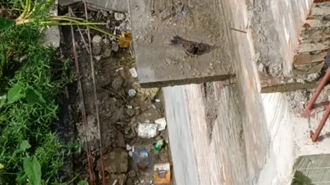 Chulbuly birds