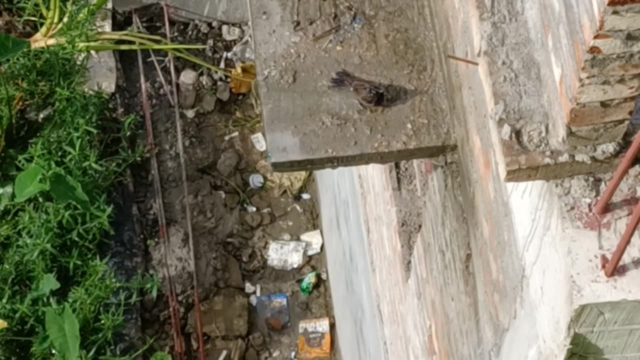 Chulbuly birds