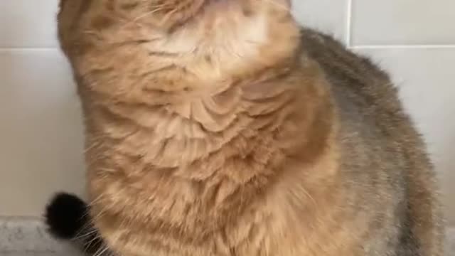 Let your fun cat cat be the most docile baby to you :)https://shrinke.me/fID5u9Wy