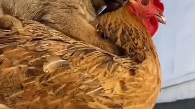 Cute Trained Puppy and Hen Friendship