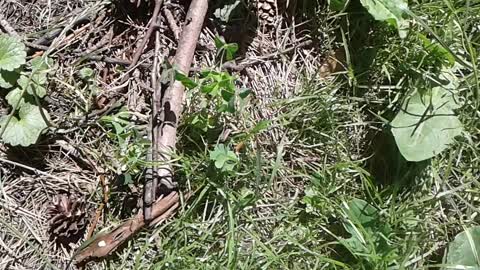 glistnik jaskółcze ziele