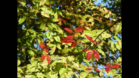 Smithgall Woods State Park, Helen, Georgia. Slideshow.