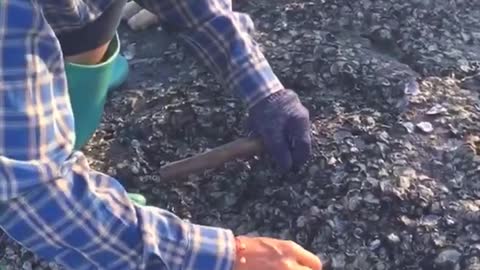 Fisherman dig small oysters by the sea