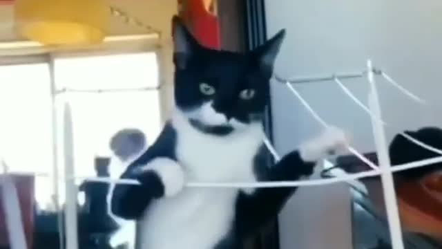 This cat trying to use energy l Very funny cat Videos