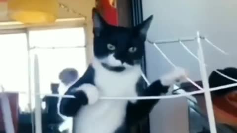 This cat trying to use energy l Very funny cat Videos