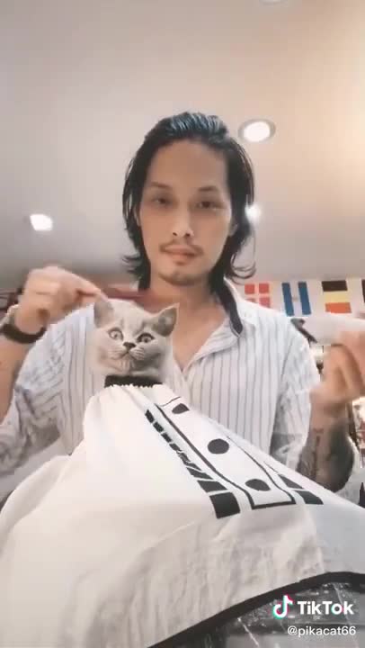 💜Lovely Cat, black cat, cats, funny cats, funny cat videos💜