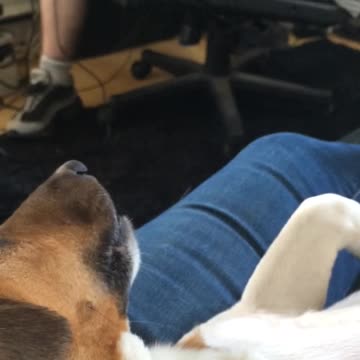 Dog walks off in disgust