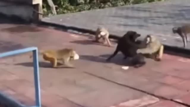 Dog vs monkey funny fight sence