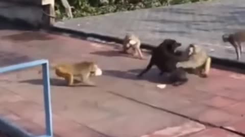 Dog vs monkey funny fight sence