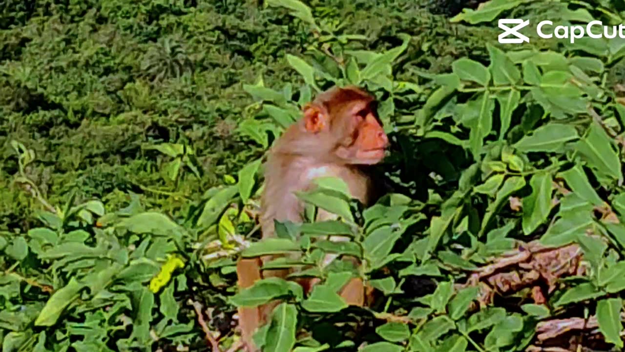 Monkey 🐒🐒