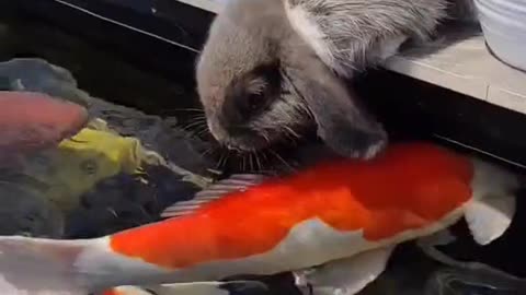 Koi fish and Rabbit