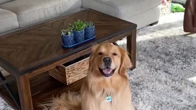 Golden Retriever Funny 2021