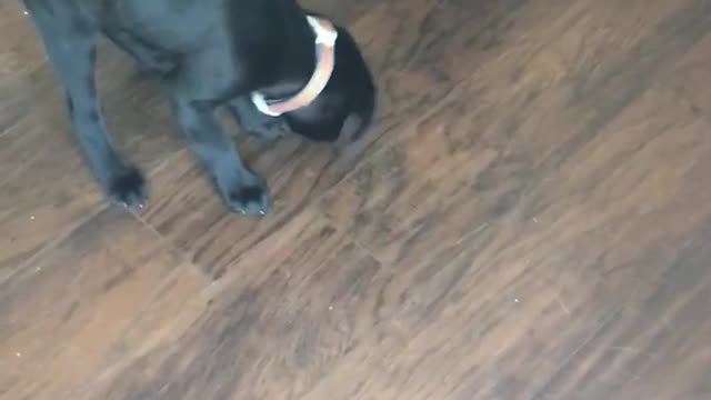 Two black dogs learning to stay for treat smaller puppy loses and cant wait and eats treat