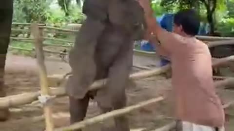 Baby elephant 🐘🐘 kidding with owner