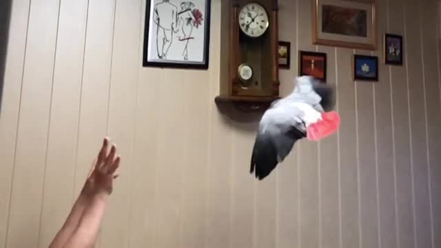 Flip parrot