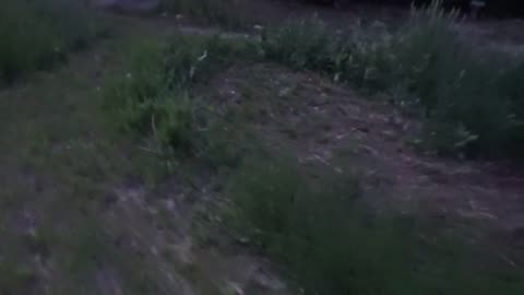 camcorder mic test and backyard jungle.....