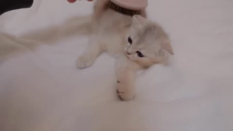 The kitten desperately enduring brushing was too cute.