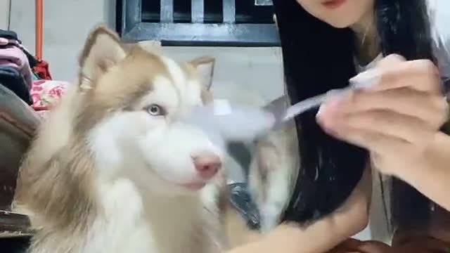 This Husky won't Eat Food if You don't Spoon Feed it