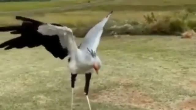 Kung Fu Crane