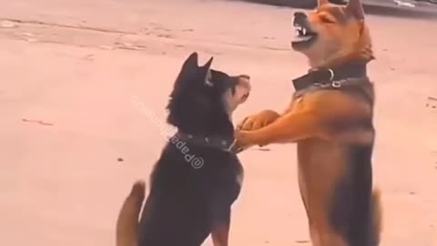 Funny dog video