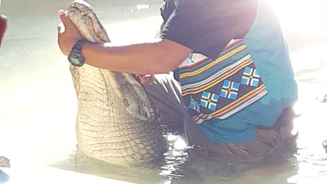 Alligator Wrestling in Florida How to Ride a Gator Attack?