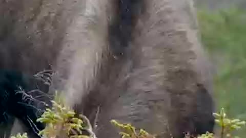 Animal in jungle
