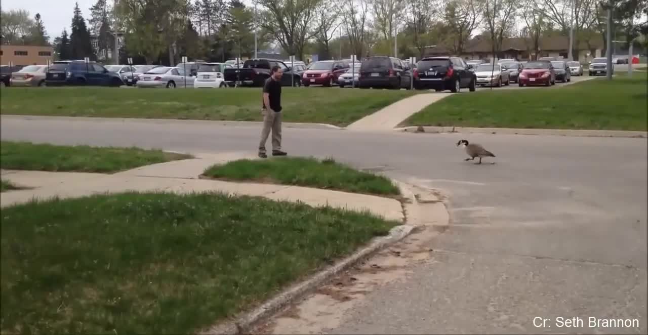 Try not to laugh. Funny birds moment.