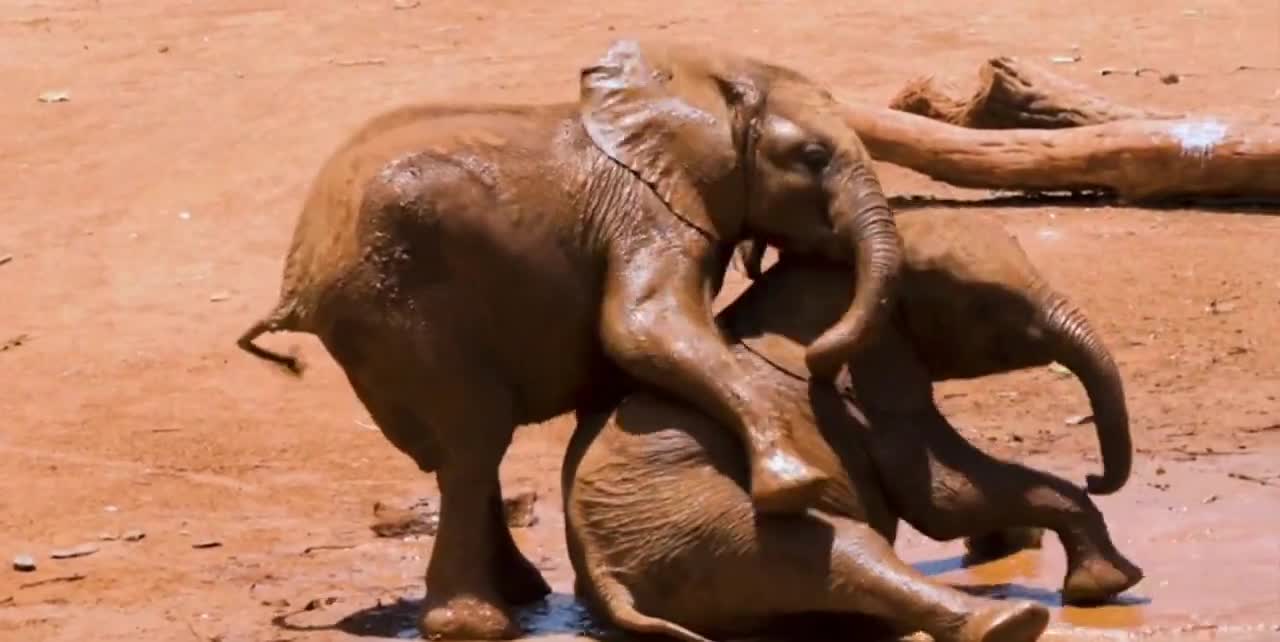 elephant video
