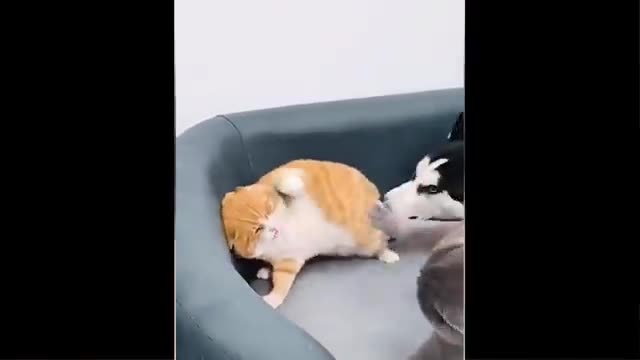 Animal cat video dog