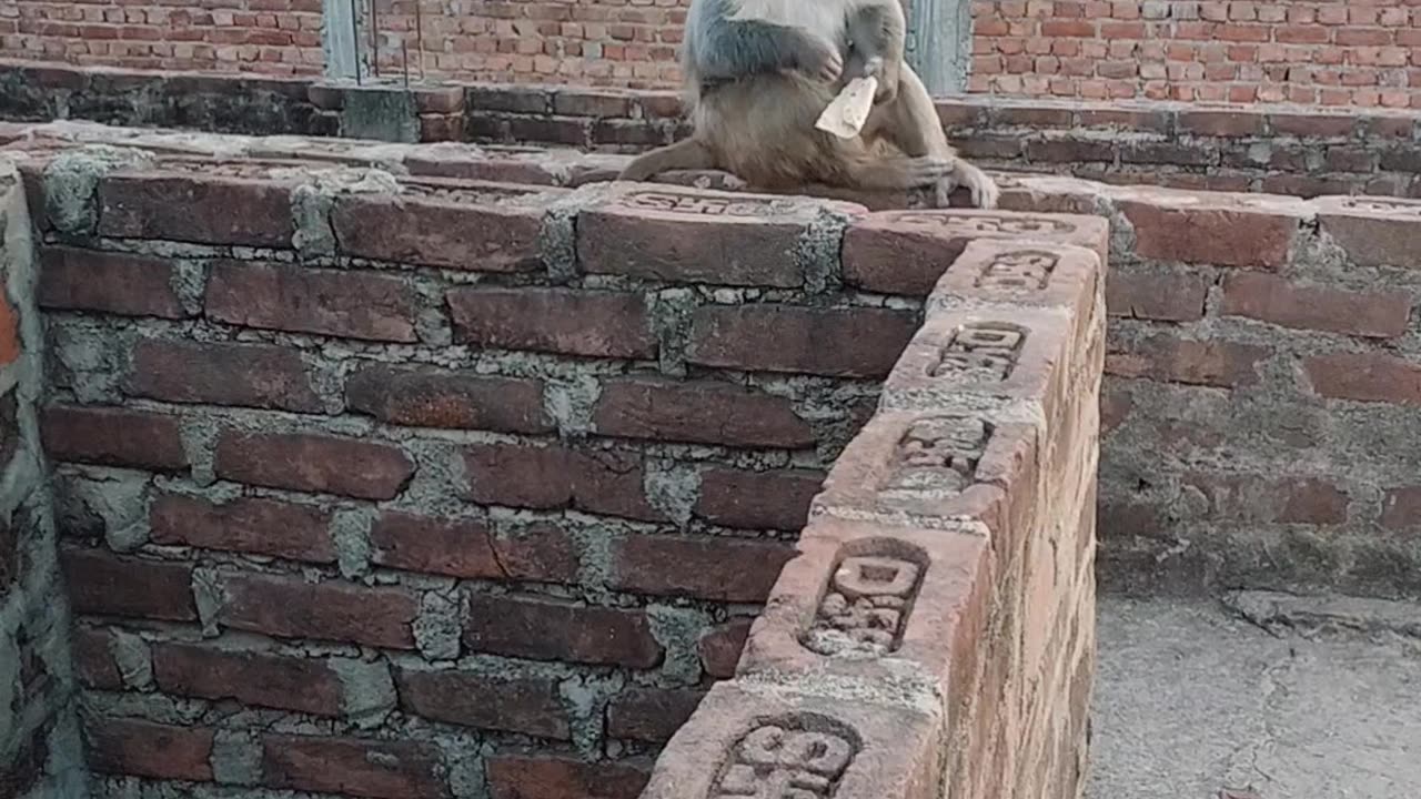 Funny moments 😂 funny monkey