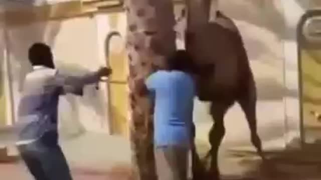 Camel camel Camel