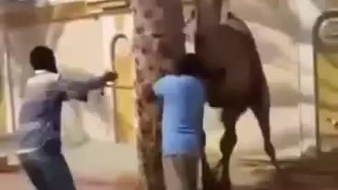 Camel camel Camel