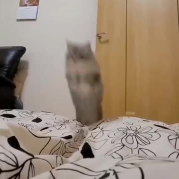Gato pulando na Cama