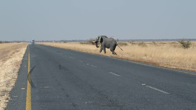 An elephant crosses the road