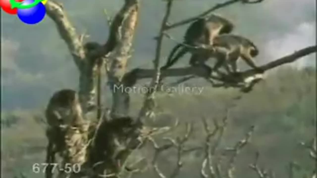 Funniest monkeys Laugh out loud