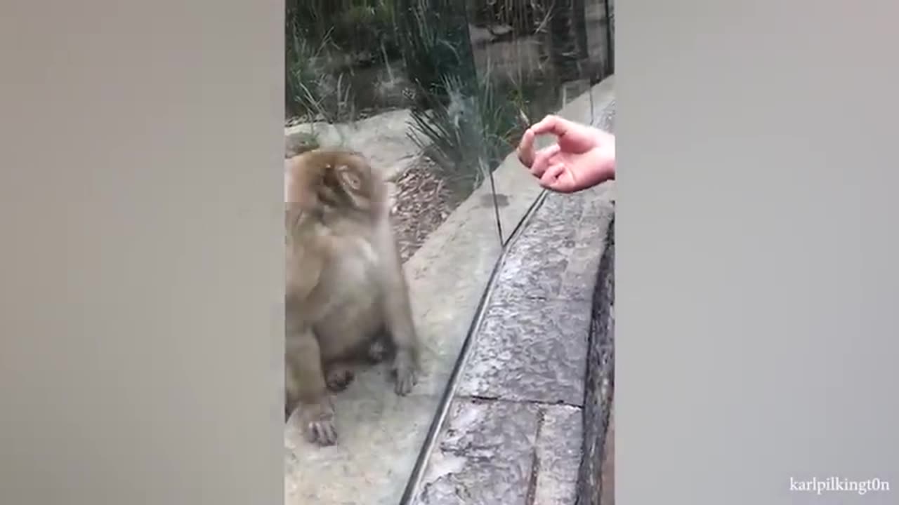 Monkeys Reacting to Magic For The First Time! Funniest Animals and Pets