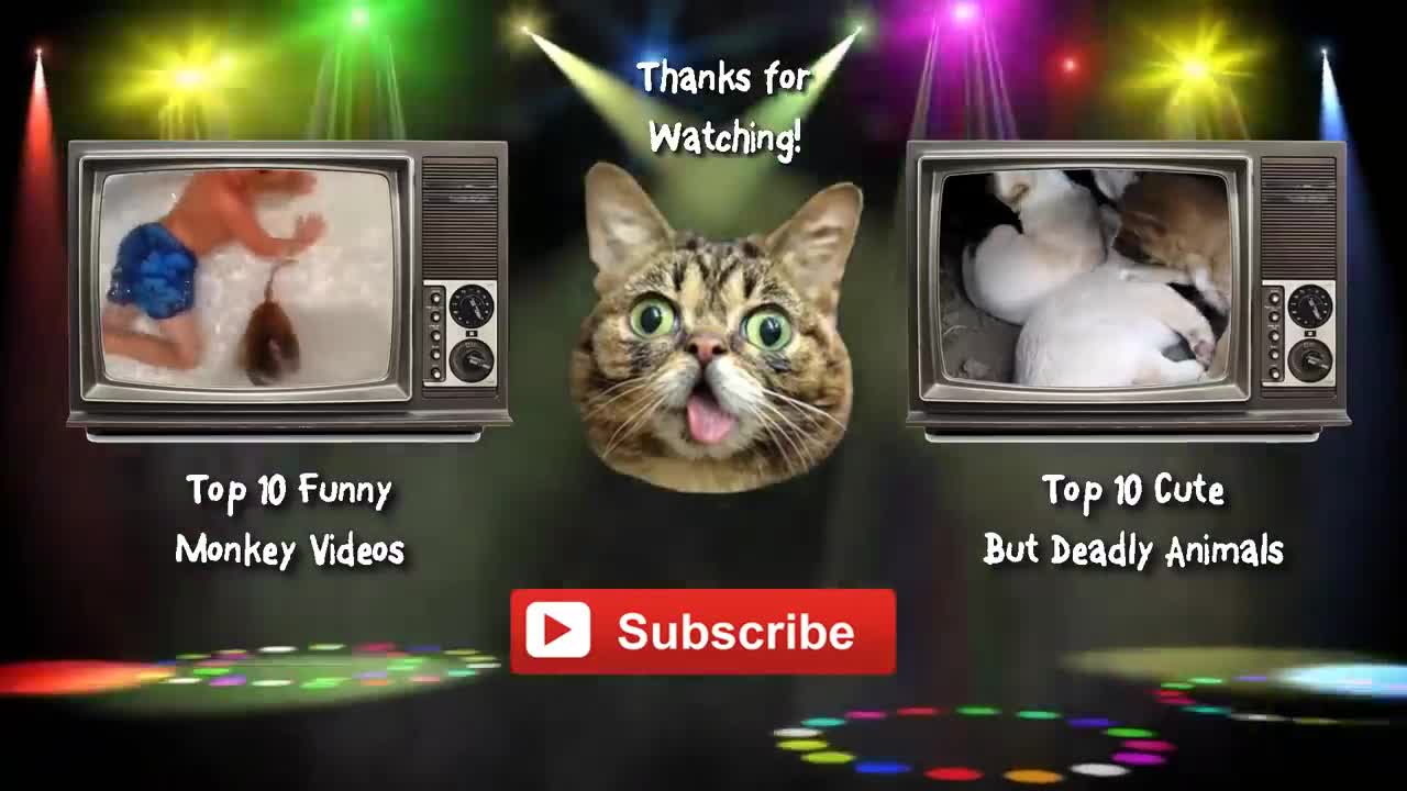 Funniest Videos vs Mother and Baby