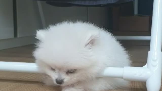 Sleeping puppy..^^;