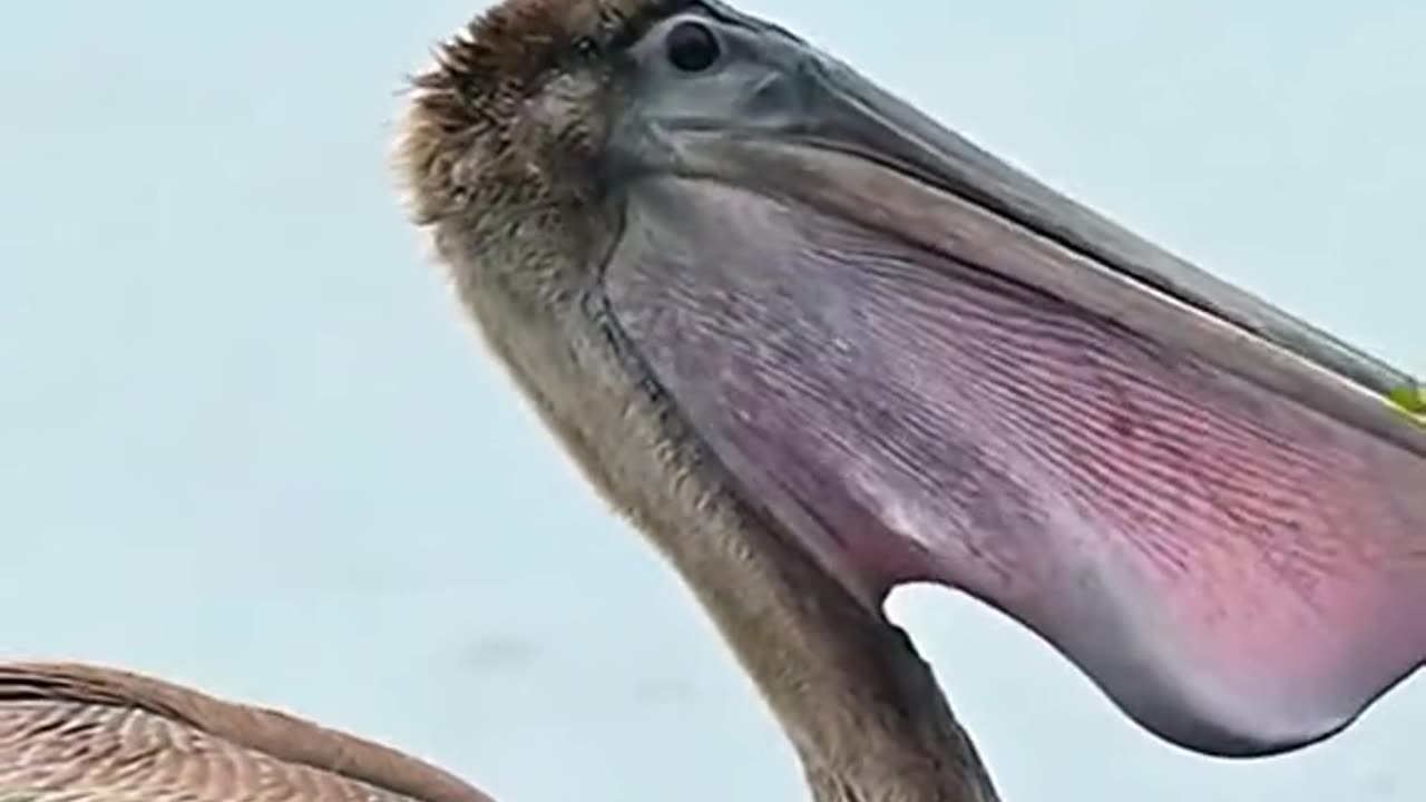 Fishing by bird