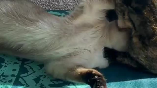 Funny Cat