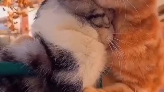 Romantic Couple Cat Video