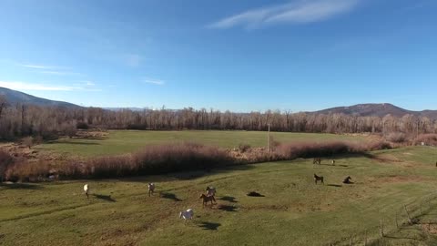 Aerial shot of a beautiful field with horses in the spring